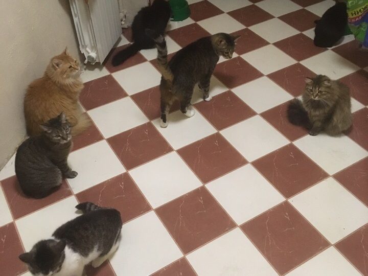 У меня 12 кошек или как я стала сильной и независимой
